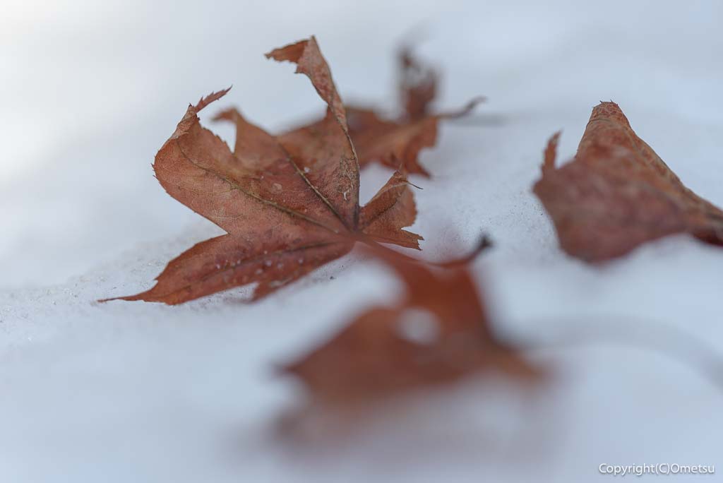 青梅・御岳山のモミジの落ち葉と雪