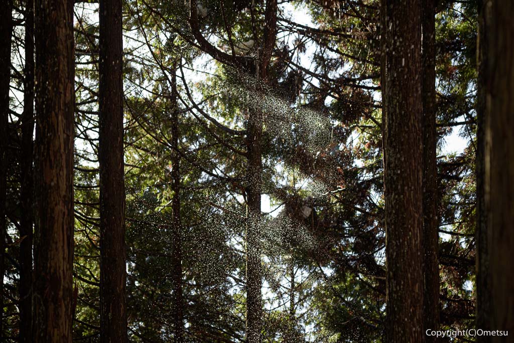 青梅・御岳山、雪の舞