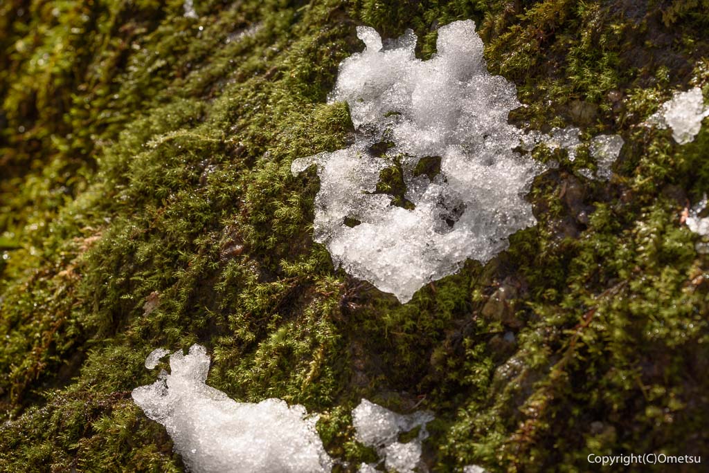 青梅・御岳山、雪と苔