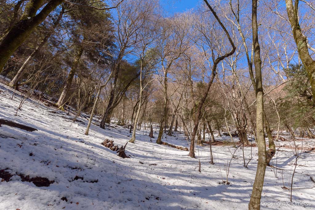 青梅・御岳山、雪の雑木林