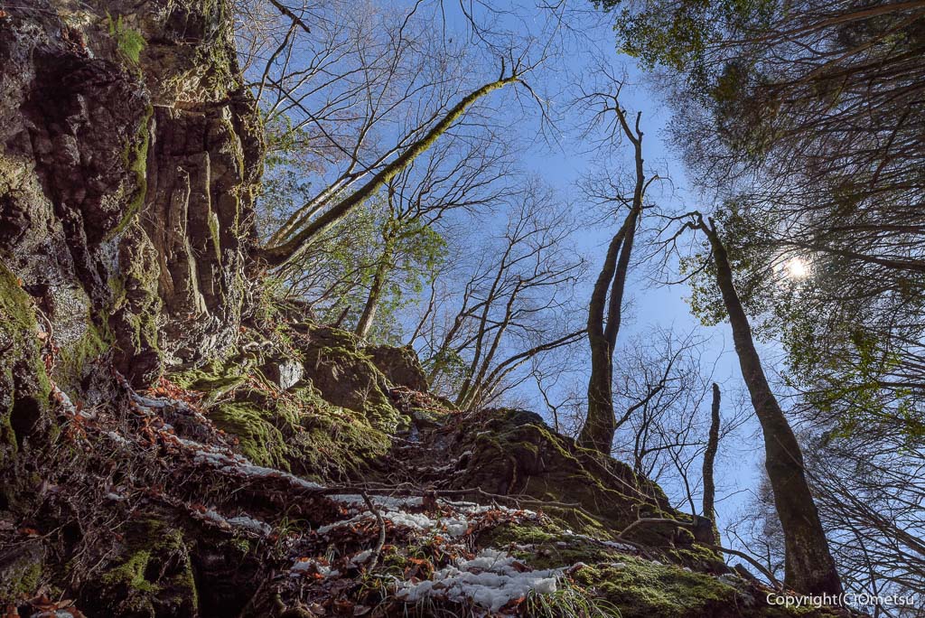 青梅・御岳山、ロックガーデンの木々