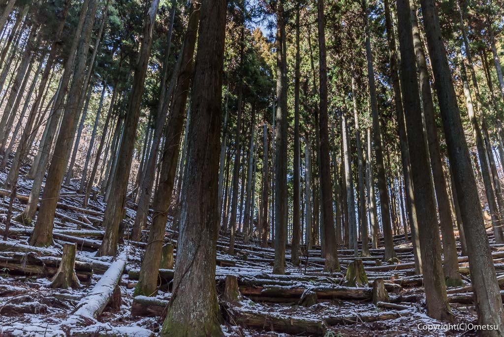 青梅・御岳山、七代の滝から長尾平の登り道