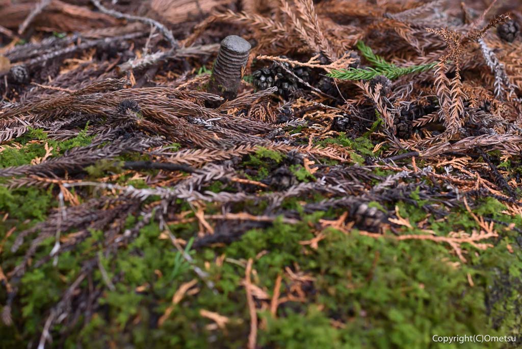青梅市 雷電鉱山・二俣尾専用線の廃線跡の、杭