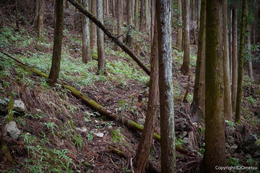 青梅市 雷電鉱山・二俣尾専用線の廃線跡の、道