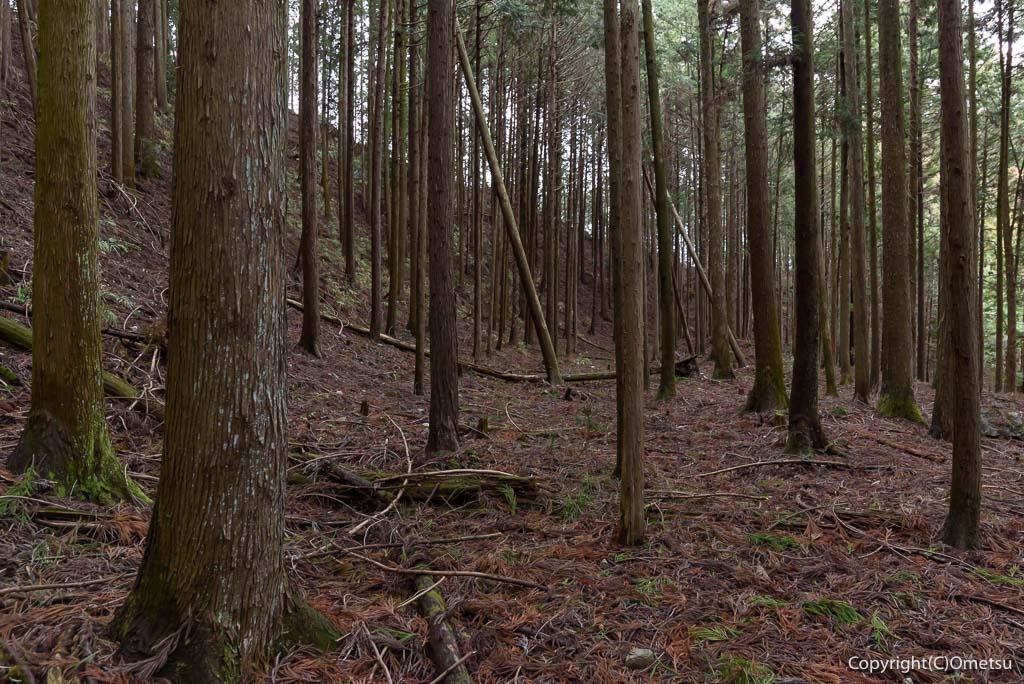 青梅市 雷電鉱山の平坦地