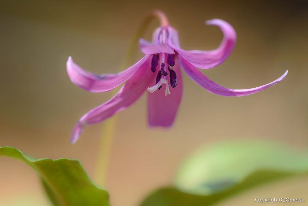 青梅市の、カタクリ