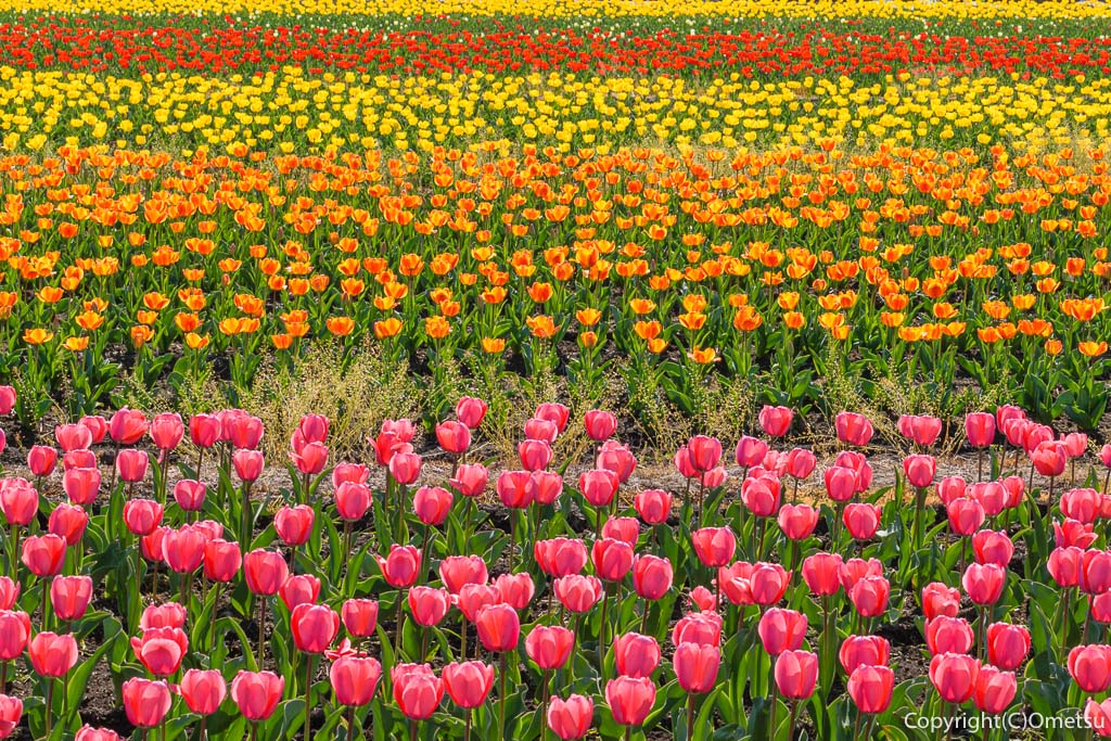 羽村市・根がらみ前水田の、チューリップ畑