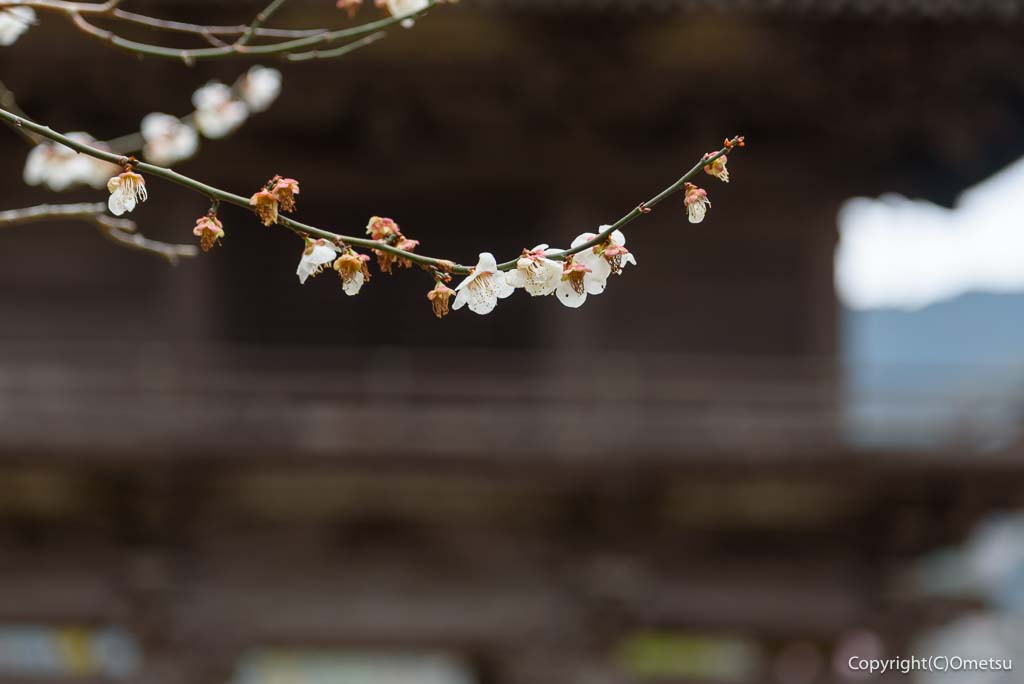 青梅市・二俣尾の、海禅寺の梅