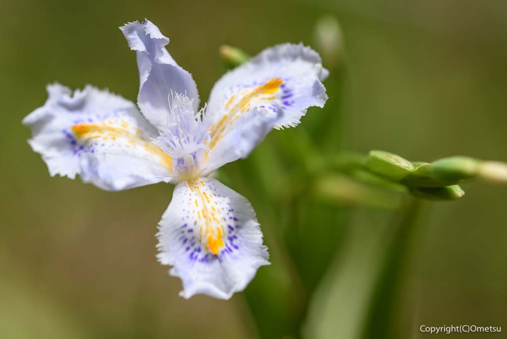 青梅丘陵の、シャガの花
