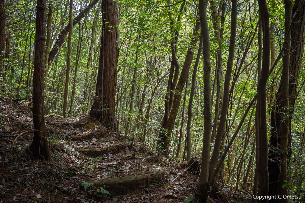 青梅丘陵・枡形山登山道