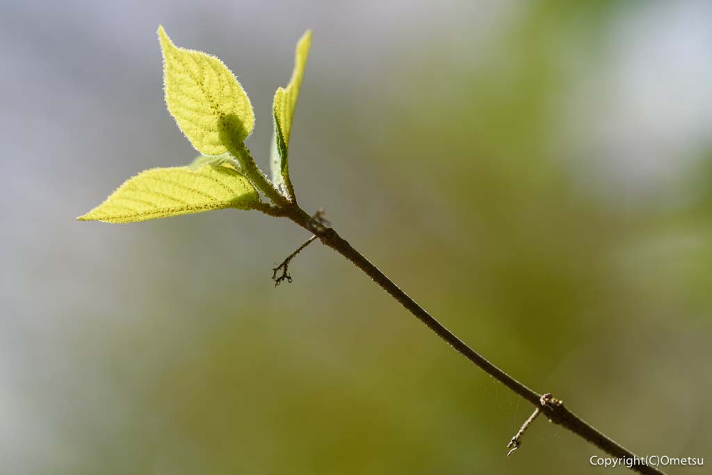 青梅丘陵・枡形山登山道の、新緑