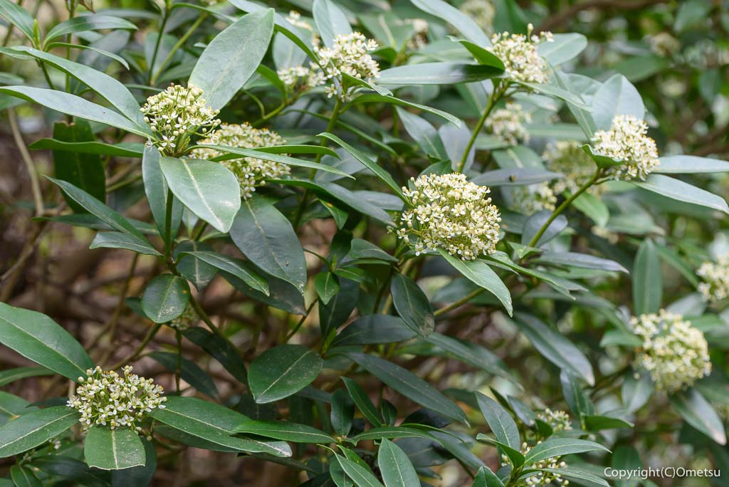 青梅丘陵・枡形山の、ミヤマシキミ