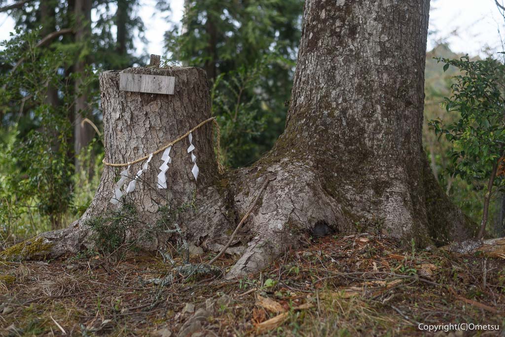 青梅丘陵・枡形山・山頂の、ご神木