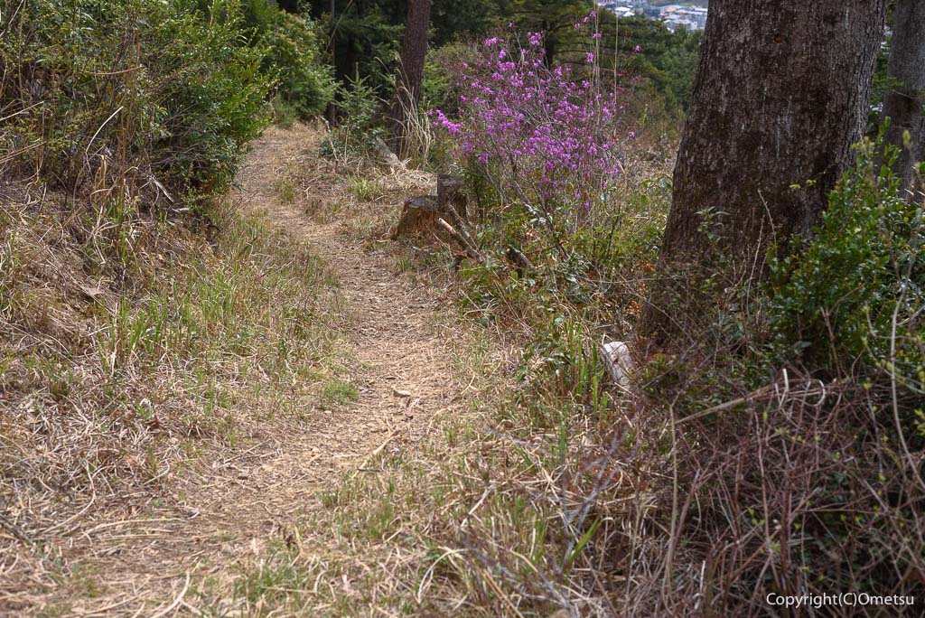青梅丘陵・枡形山登山道の、ツツジ