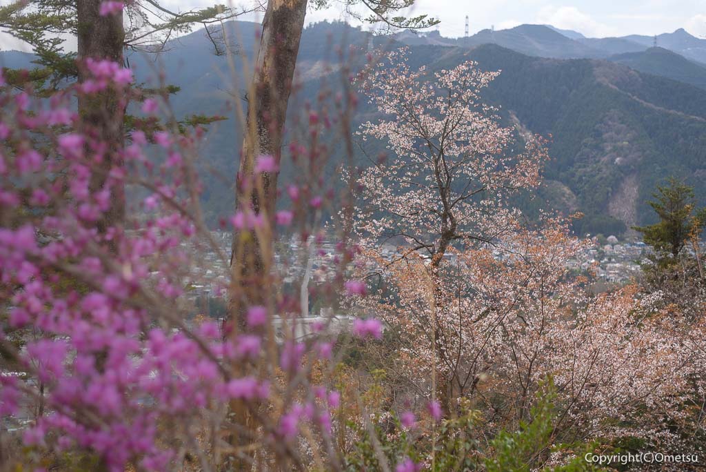 青梅丘陵・枡形山の、山桜とツツジ