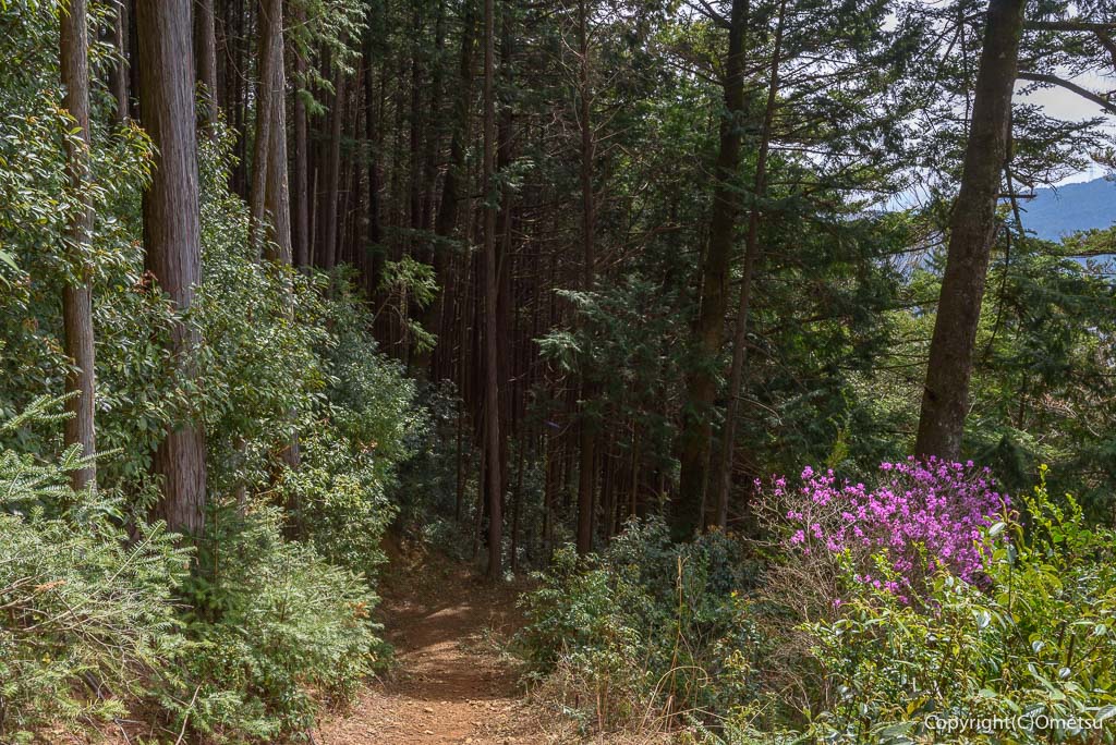 青梅丘陵・枡形山登山道