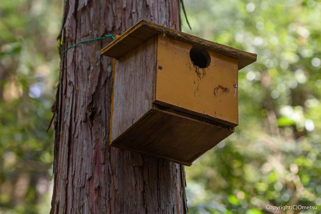 青梅丘陵・枡形山登山道の、巣箱
