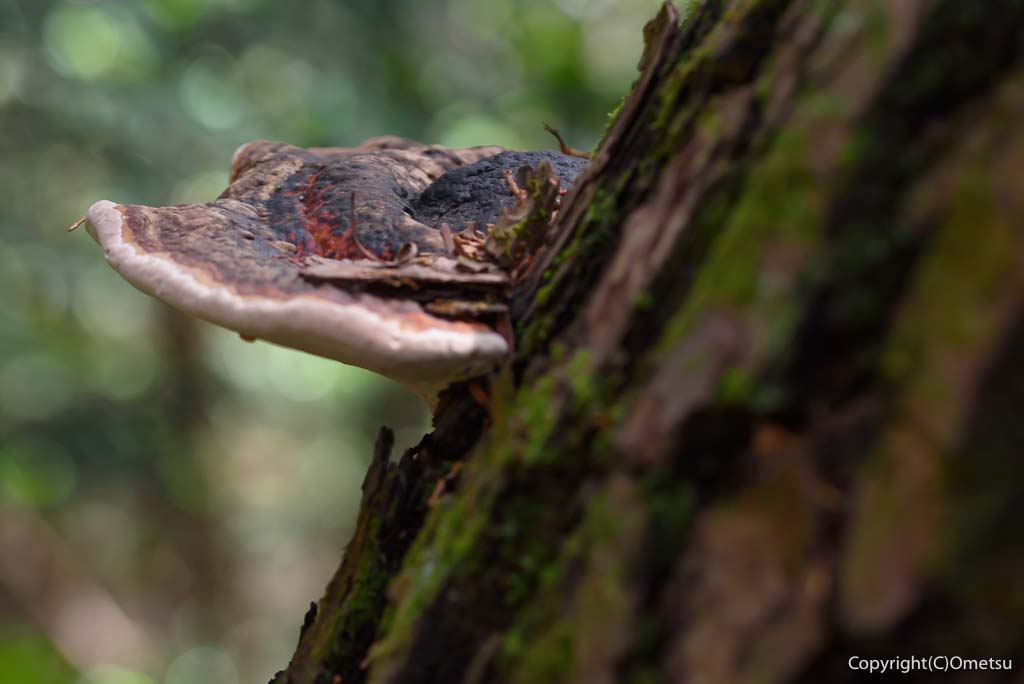 青梅丘陵・枡形山登山道の、猿の腰掛け