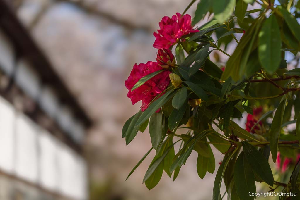 青梅市・海禅寺の、シャクナゲ