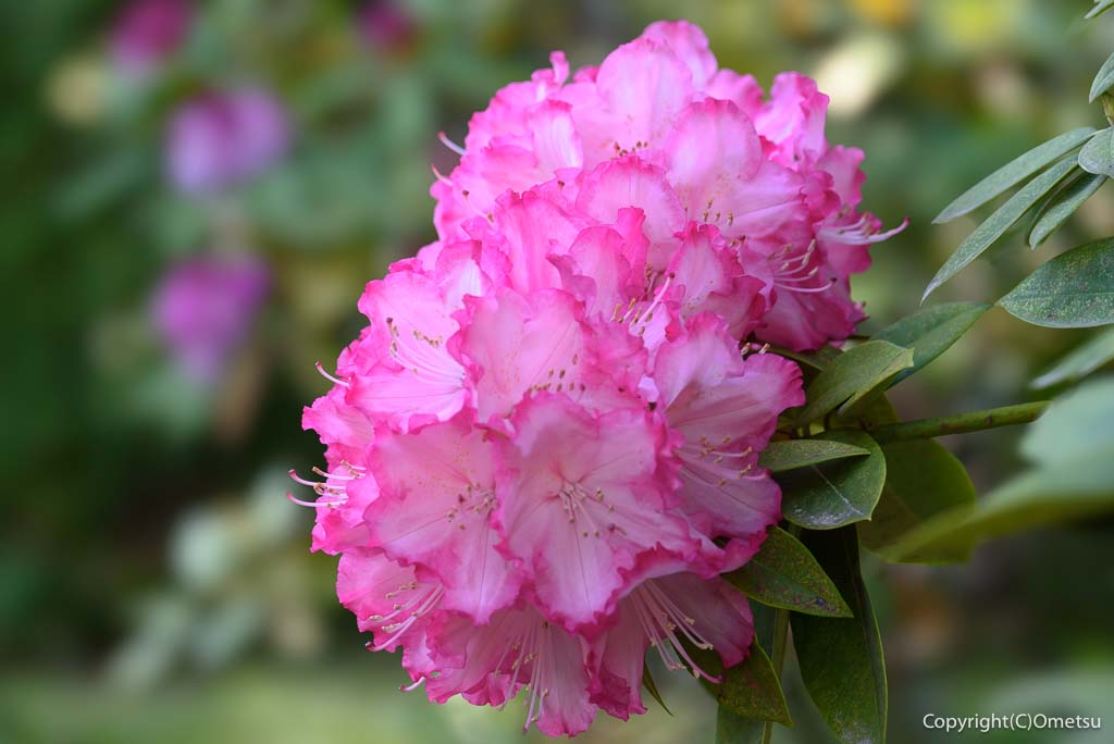 青梅市・海禅寺の、シャクナゲ