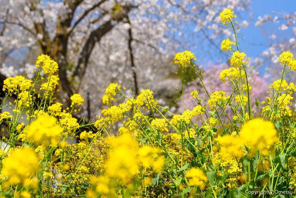 青梅市・海禅寺の、菜の花