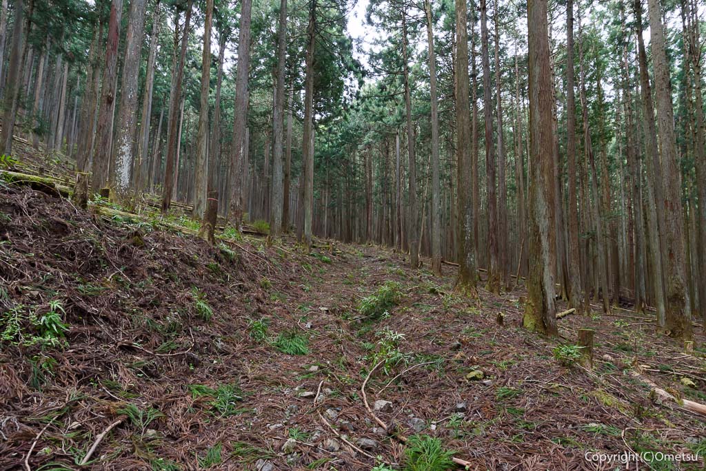 奥多摩町・天地山への林道