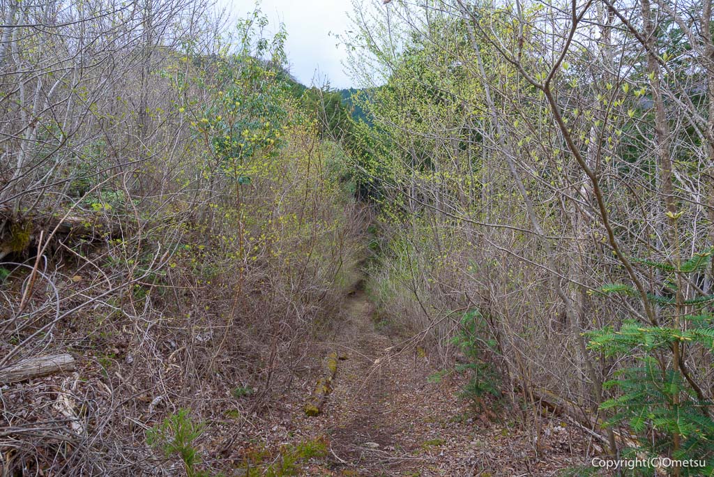 奥多摩町・天地山への林道の新緑