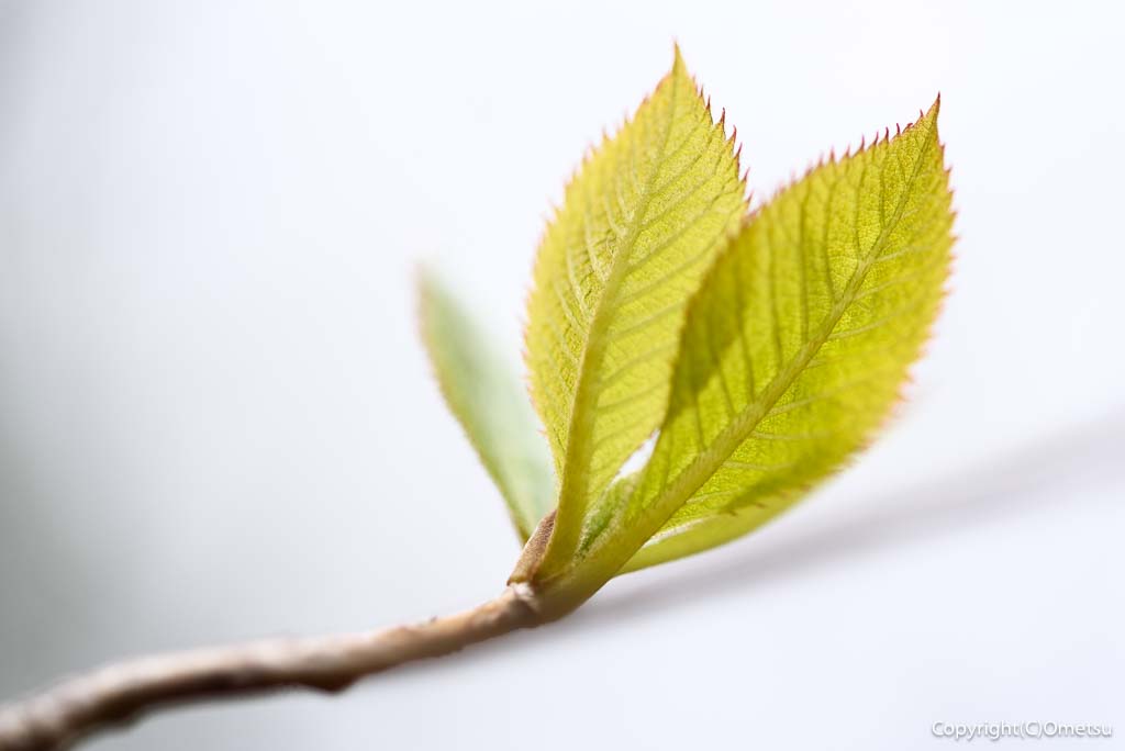 奥多摩町・天地山の、新緑の芽