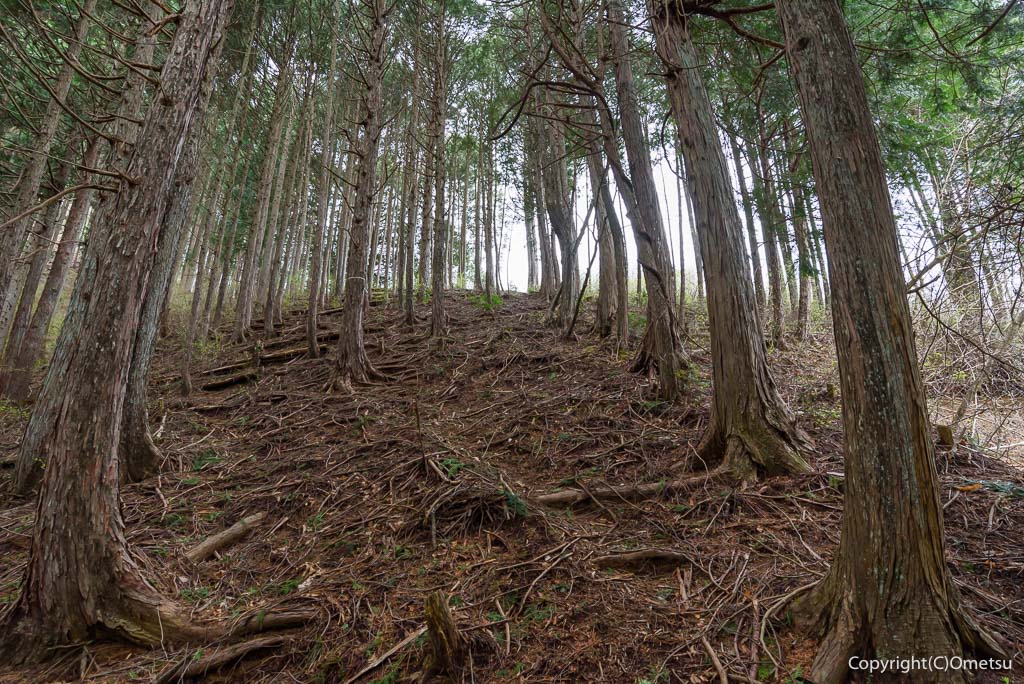 奥多摩町・天地山の、急登