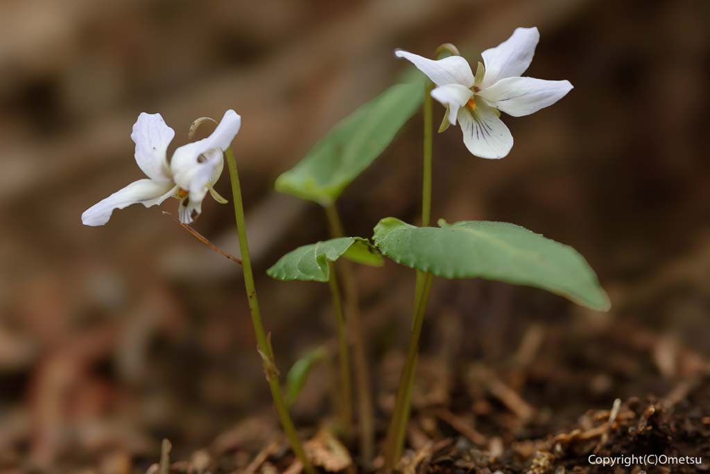 奥多摩町・天地山の、ナガバノスミレサイシン