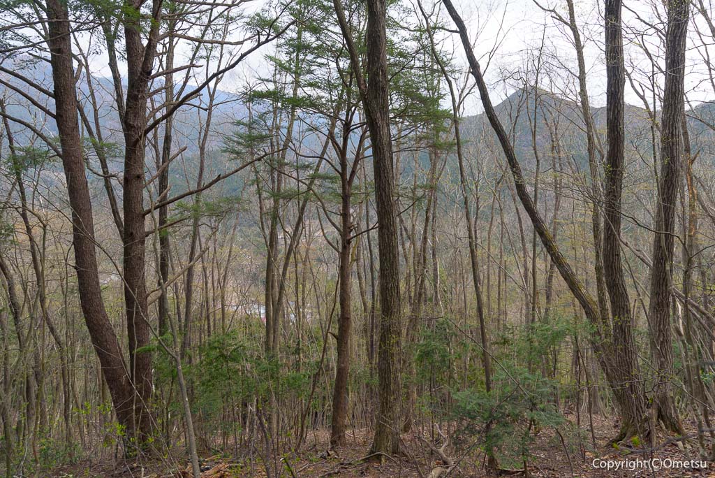 奥多摩町・天地山の、広葉樹と奥多摩の展望