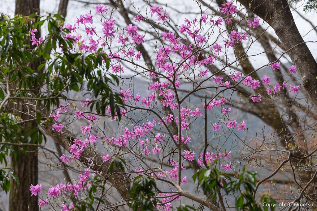 奥多摩町・天地山の、ツツジ