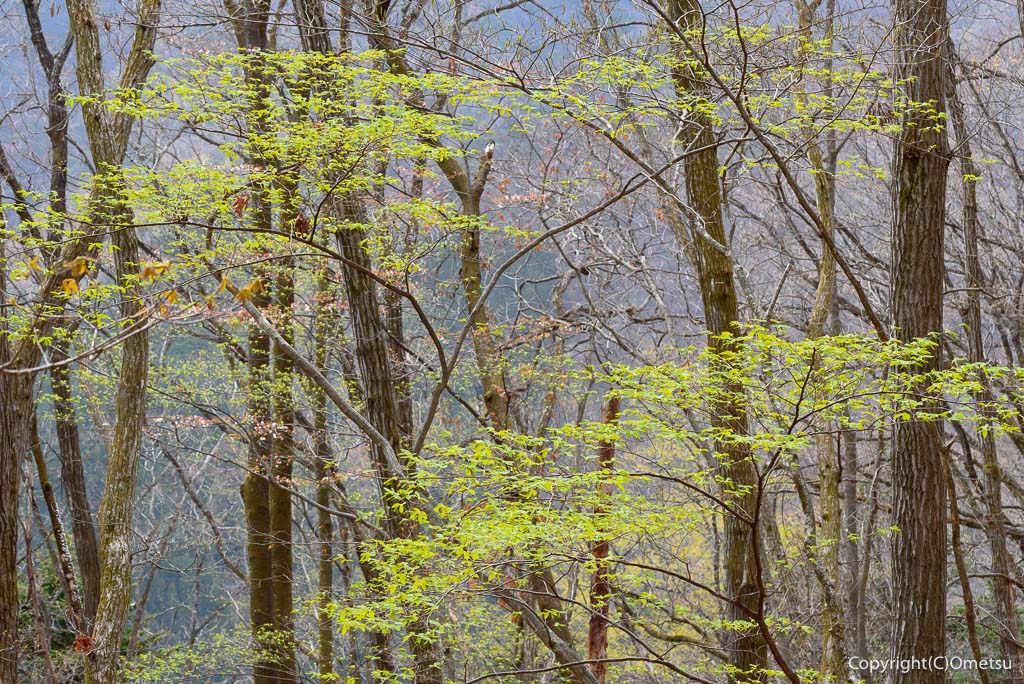 奥多摩町・天地山の、新緑