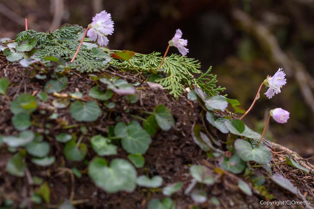奥多摩町・天地山の、イワウチワの群落