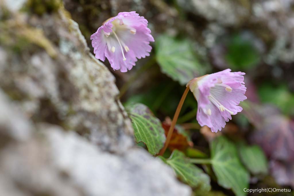 奥多摩町・天地山の、イワウチワ