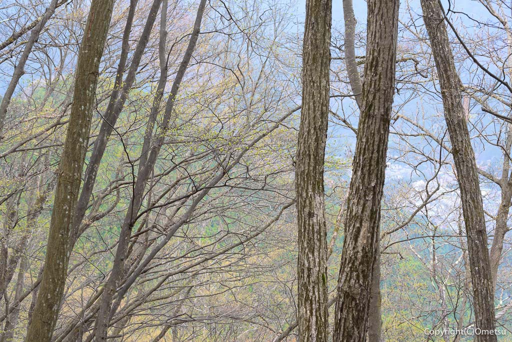 奥多摩町・天地山の、広葉樹林