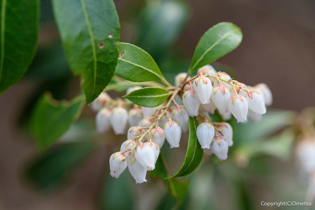 奥多摩町・鋸尾根の、アセビ