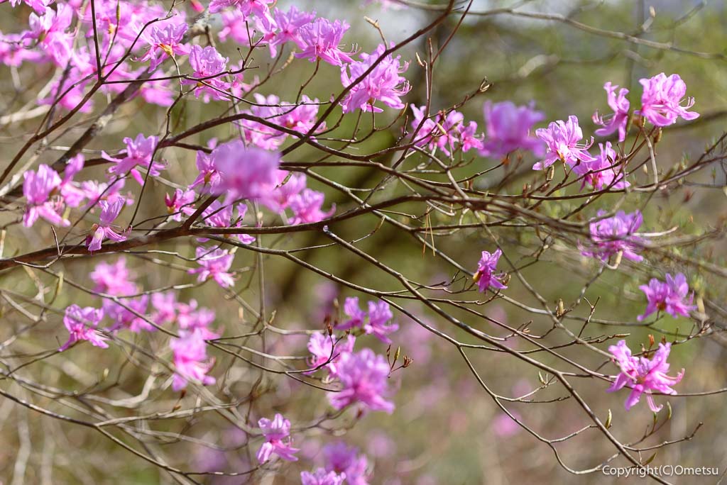 奥多摩町・鋸尾根の、ツツジ