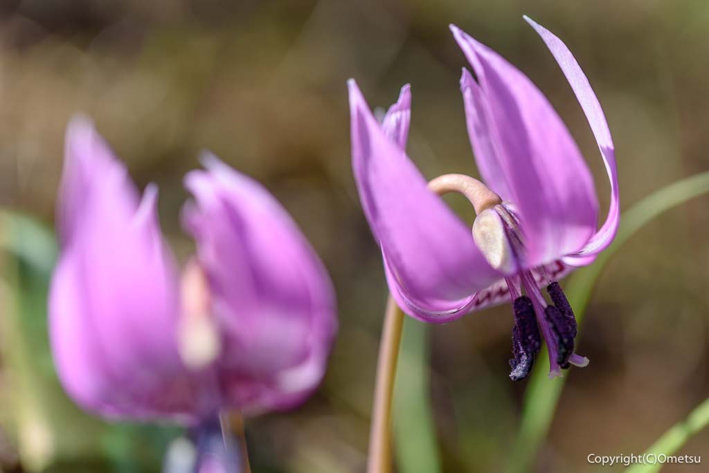青梅市・梅の公園の、カタクリ