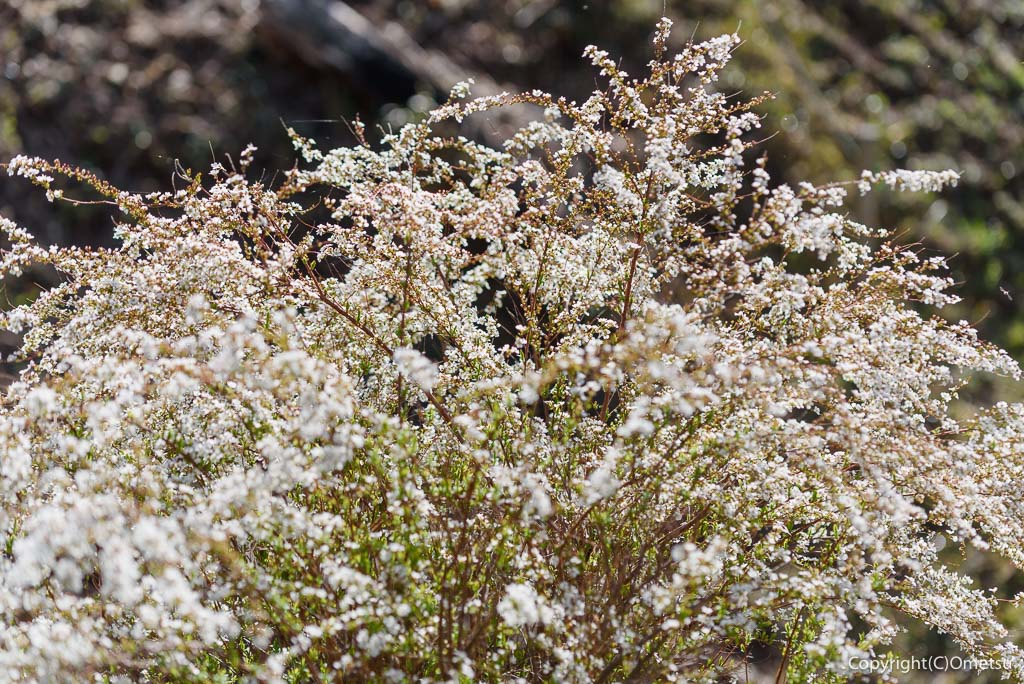 青梅市・梅の公園の、ユキヤナギ