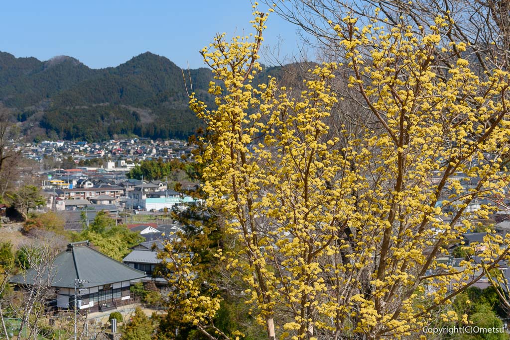 青梅市・梅の公園の、サンシュウと山並みの光景