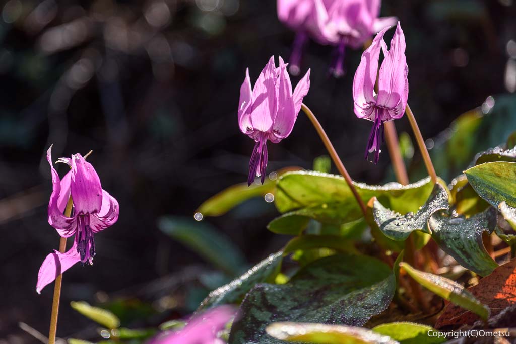青梅市・梅の公園の、露をまとった、カタクリ