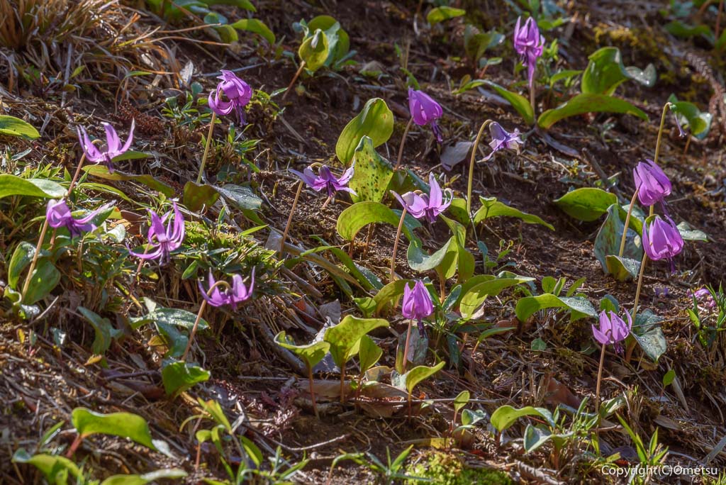 青梅市・梅の公園の、カタクリ自生地
