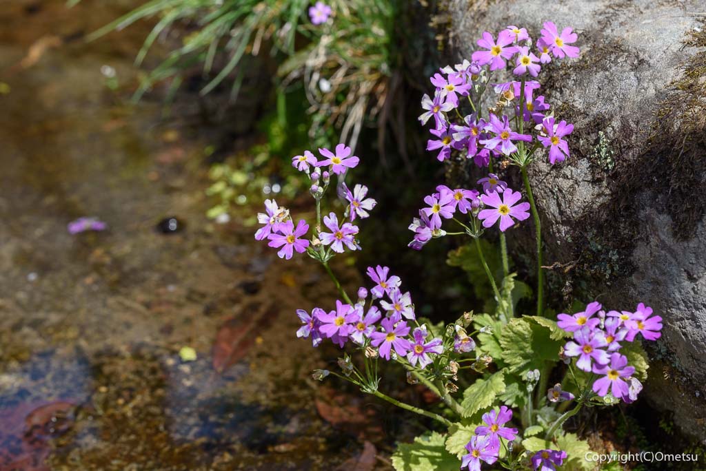青梅市・天澤院の、桜草
