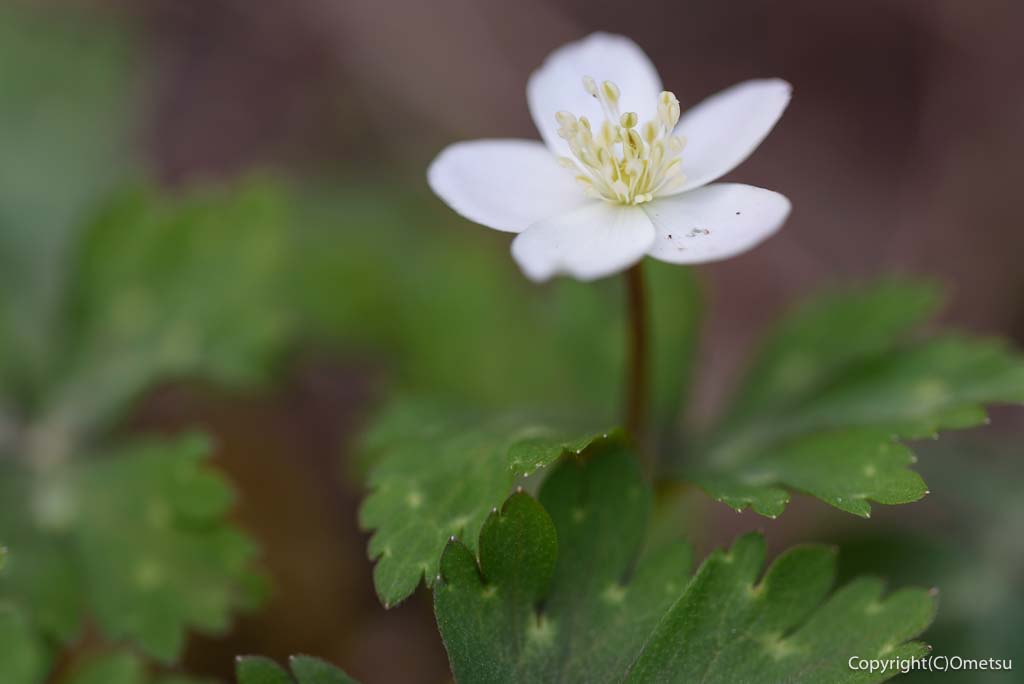 青梅市・天澤院の、ニリンソウ