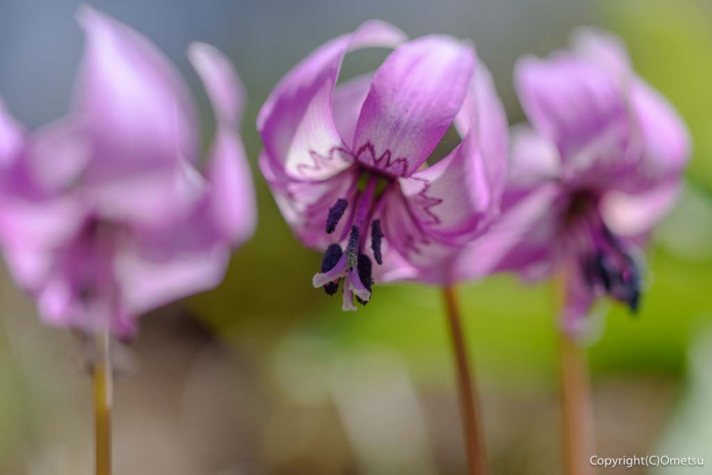 青梅市・梅の公園の、カタクリ