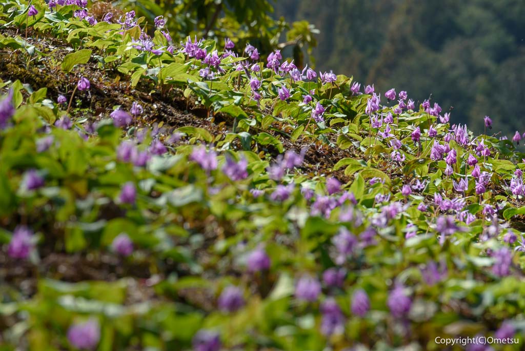 青梅市・梅の公園の、カタクリの大群落