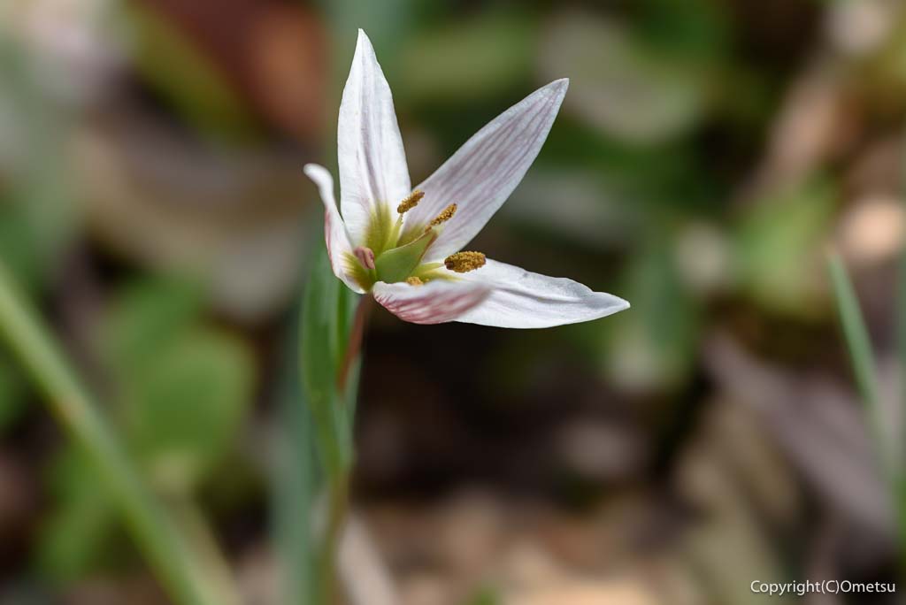 青梅市・梅の公園の、アマナ