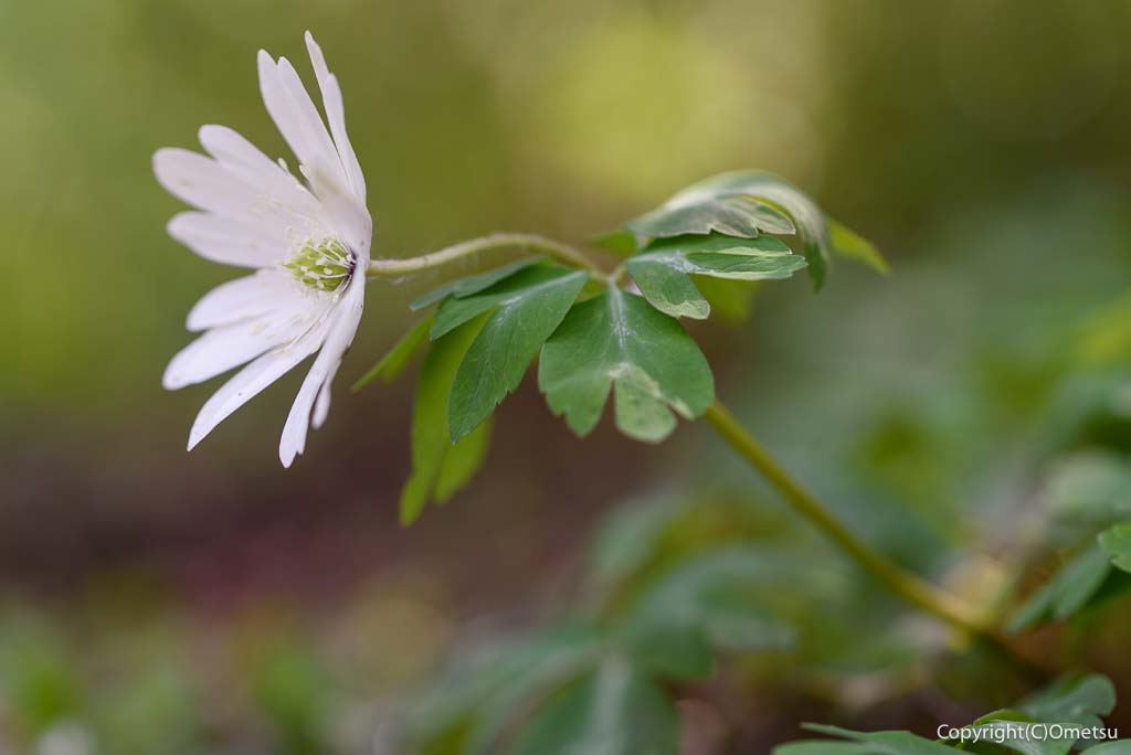 青梅市・梅の公園の、アズマイチゲ
