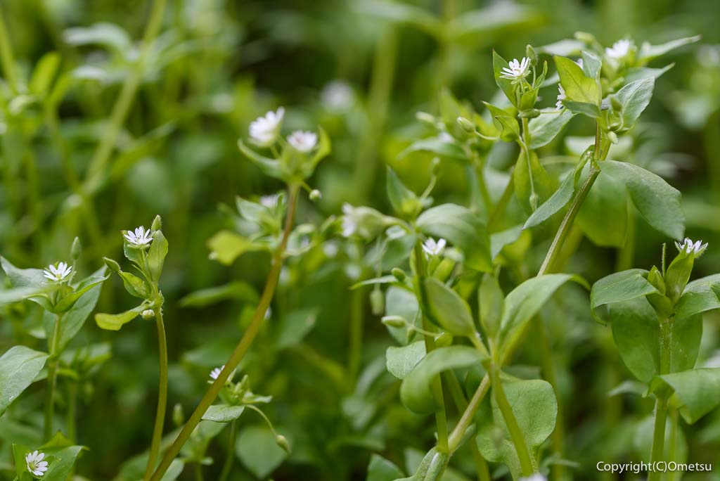 青梅市・梅の公園の、ハコベ
